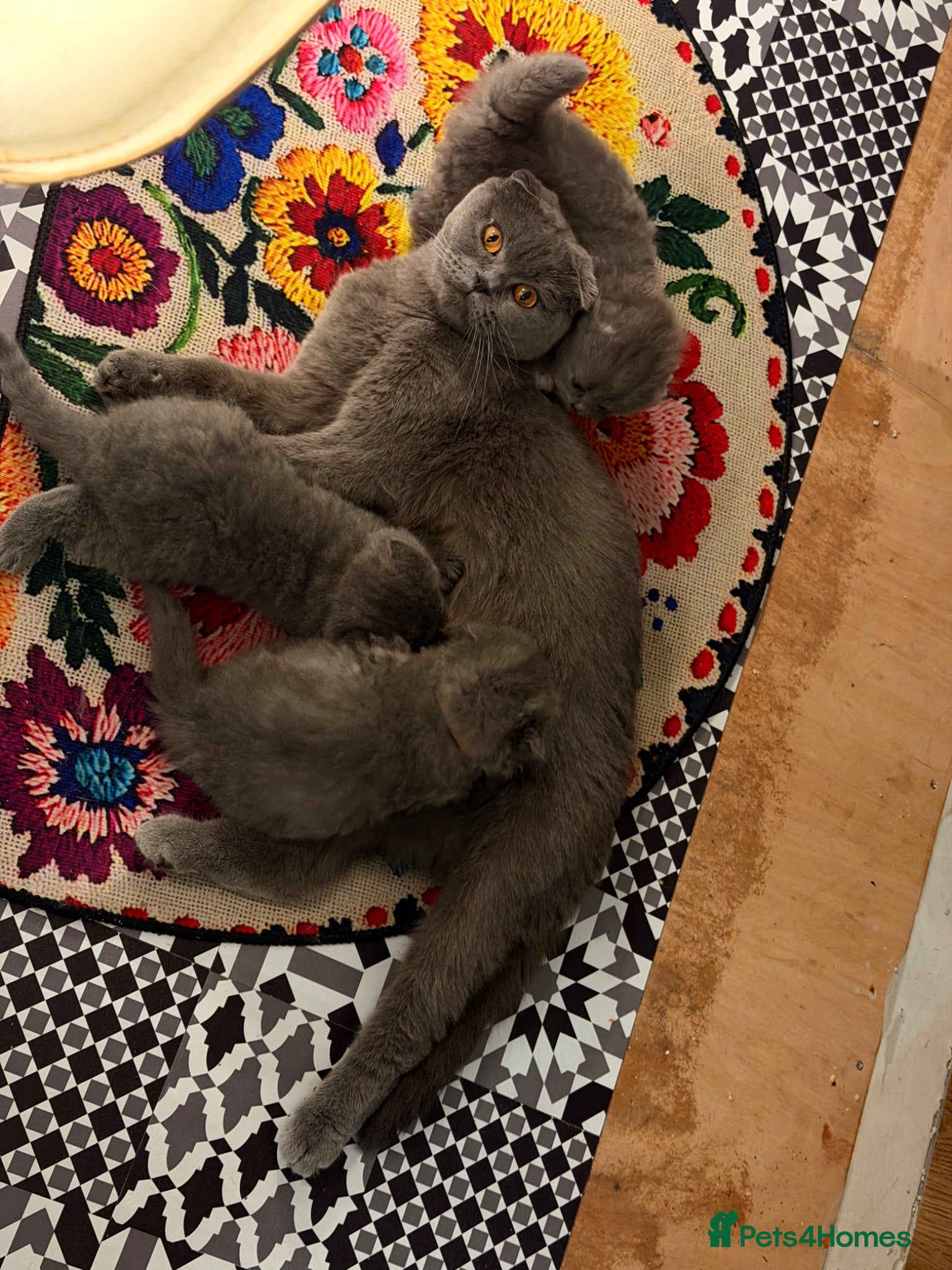 Scottish Fold cats for sale: 5 beautiful Scottish Fold’s kittens  - Advert 29