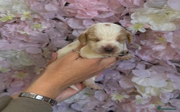 Beagle dogs for sale: KC Registered & Health Tested Puppies - Image 4