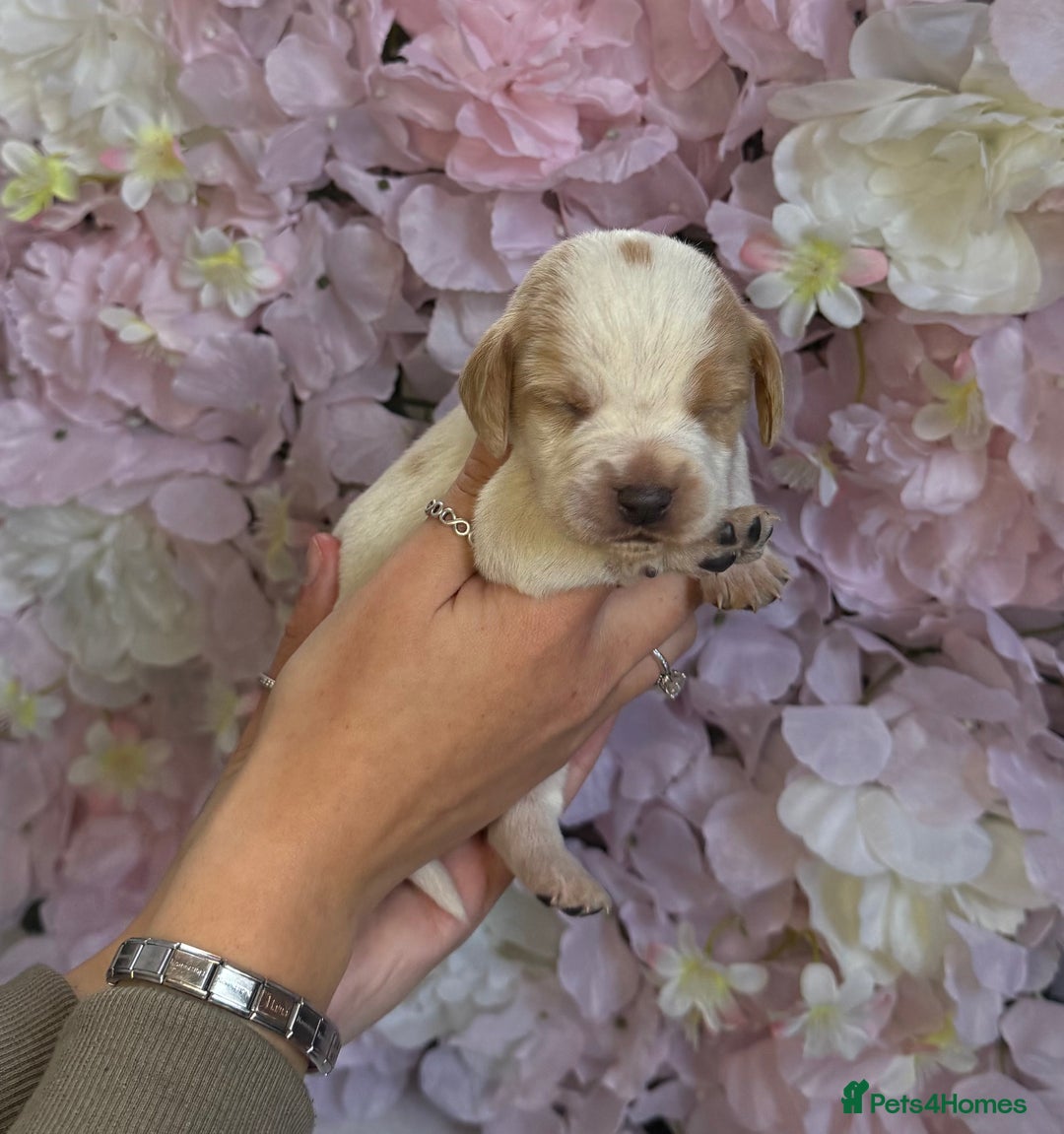 Beagle dogs for sale: KC Registered & Health Tested Puppies - Image 4