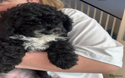 Cockapoo dogs for sale: 🐾ready to leave  black and white cockapoo - Image 8