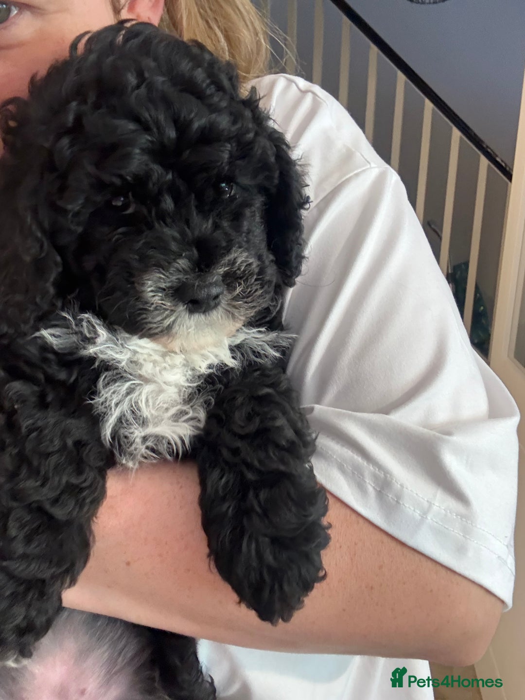 Cockapoo dogs for sale: 🐾ready to leave  black and white cockapoo - Image 8