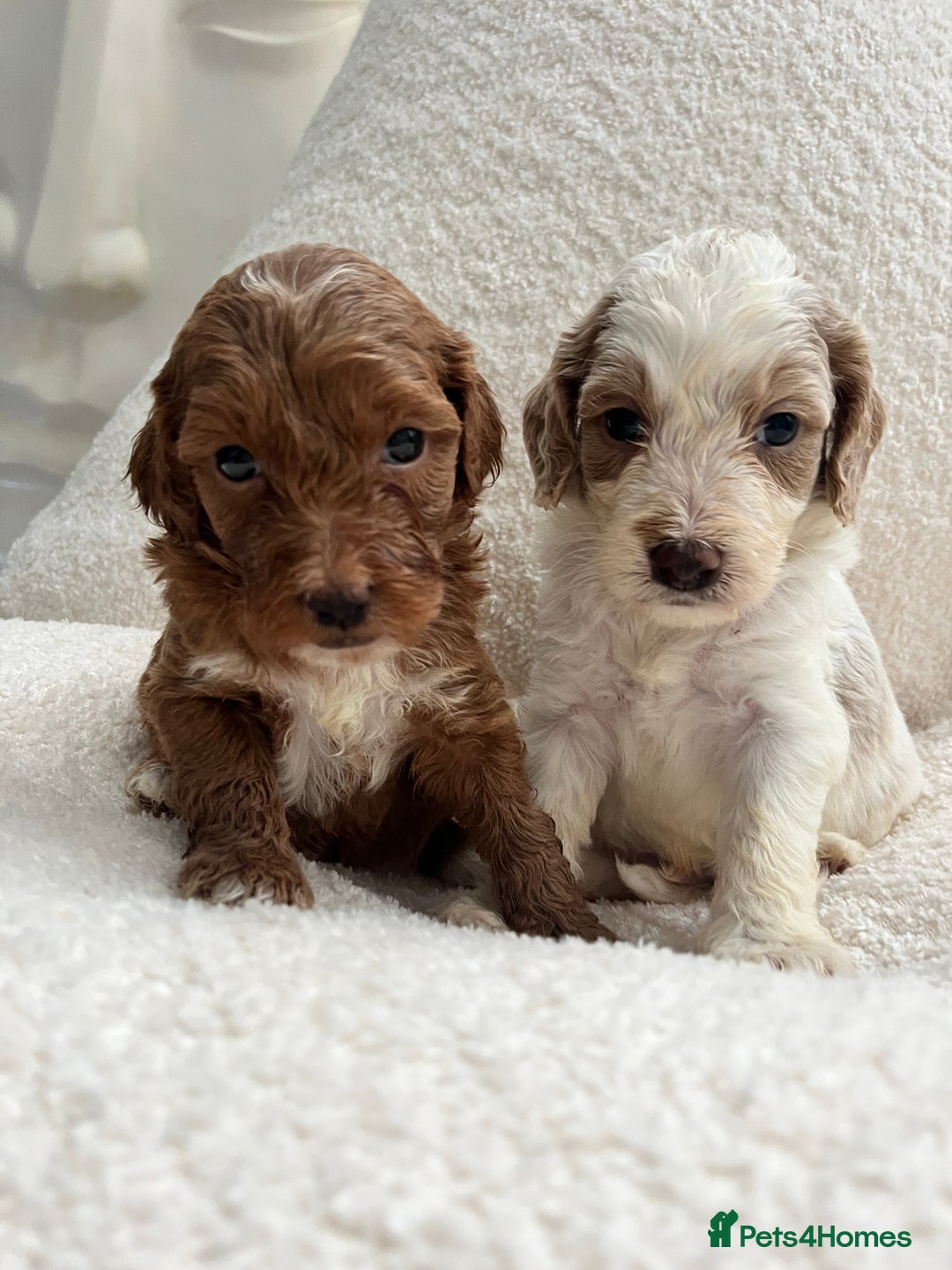 Australian Labradoodle dogs for sale: Absolutely Stunning Australian Labradoodle Puppies - Advert 6