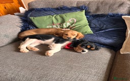 Cockalier dogs for sale: Rehoming Two Young Female Spaniels  - Image 16