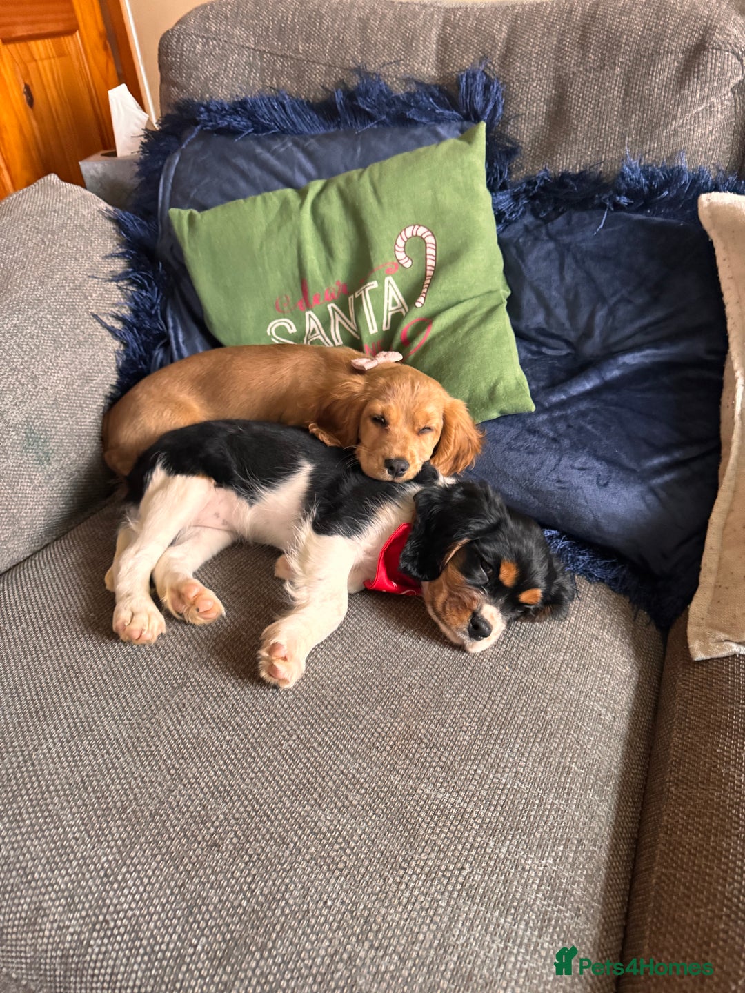 Cockalier dogs for sale: Rehoming Two Young Female Spaniels  - Image 16