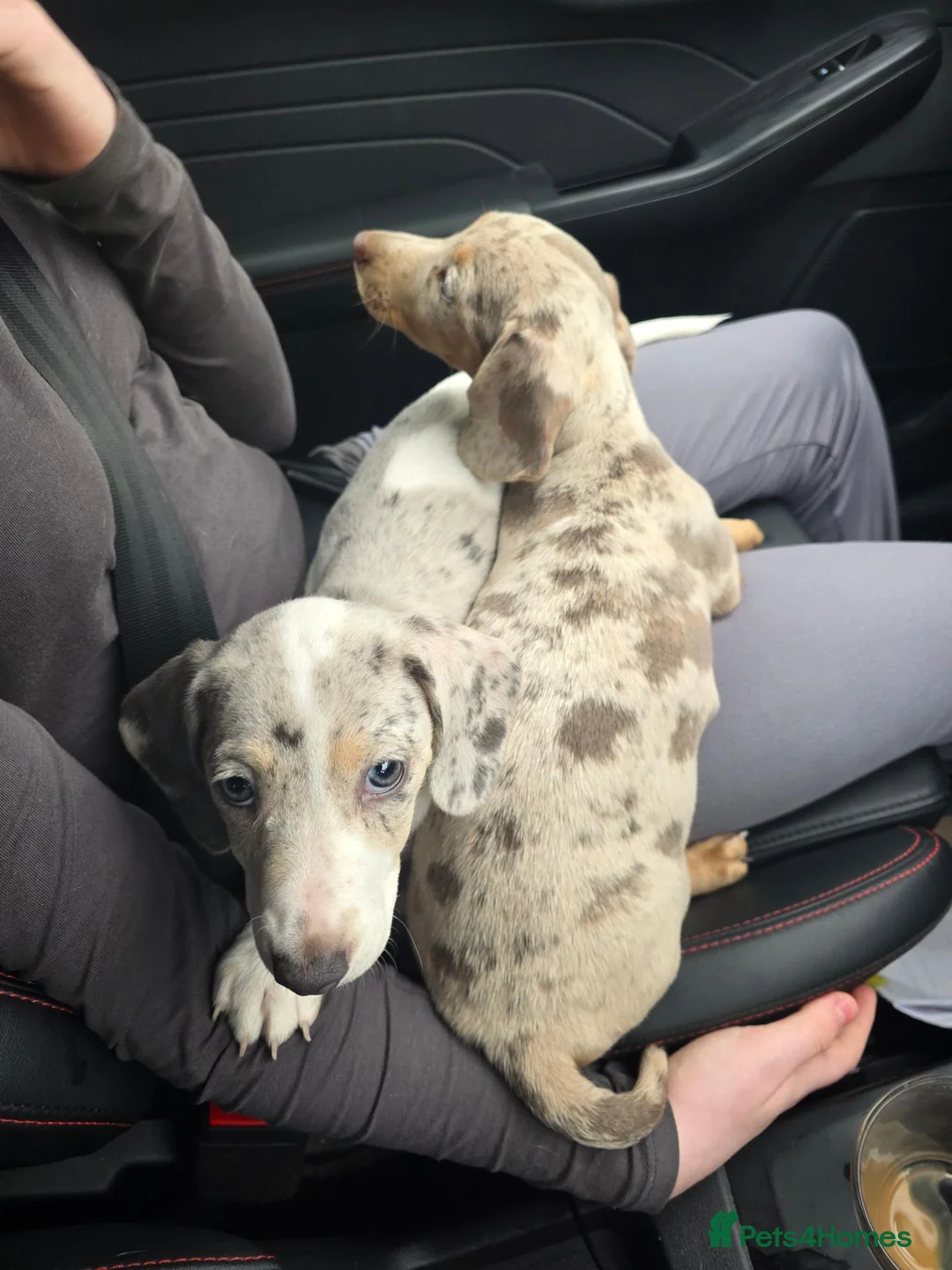 Dachshund dogs for sale: Two females both sisters been together since birth in Cradley Heath - Advert 1