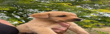 Labrador Retriever 5