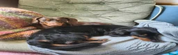 Dachshund dogs for sale: Miniature Dachshund Puppies - Advert 6