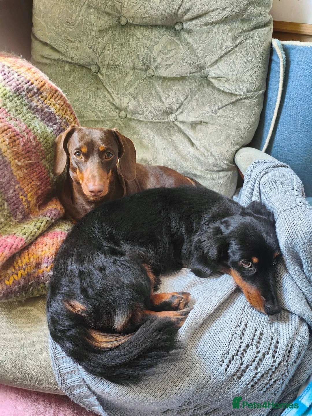 Dachshund dogs for sale: Miniature Dachshund Puppies - Advert 6