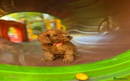 Toy Poodle dogs for sale: Adorable Toy Poodle Puppies  - Image 6