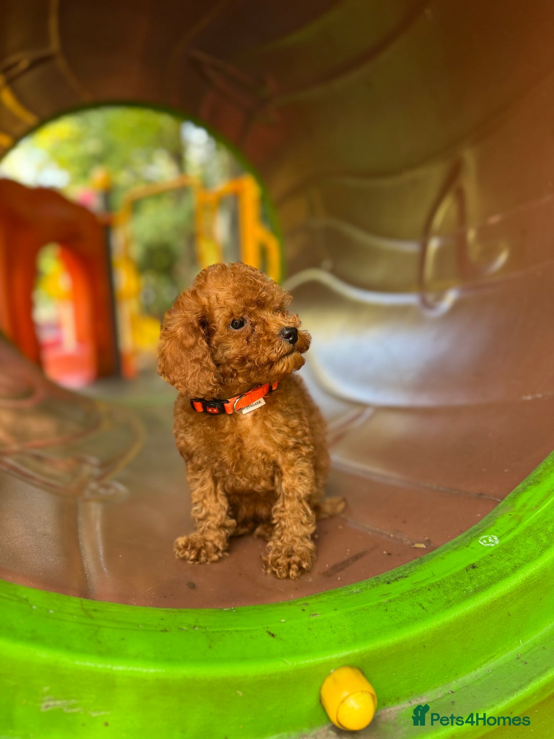 Toy Poodle dogs for sale: Adorable Toy Poodle Puppies  - Image 6