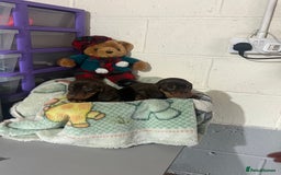 Dachshund dogs for sale: Dashund  - Advert 6