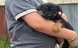 Mixed Breed dogs for sale: Border terrier x jack Russell puppies - Image 12
