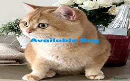 British Shorthair cats for sale: 🏆 Active Golden British Shorthair by12  💙 in Guisborough - Image 2
