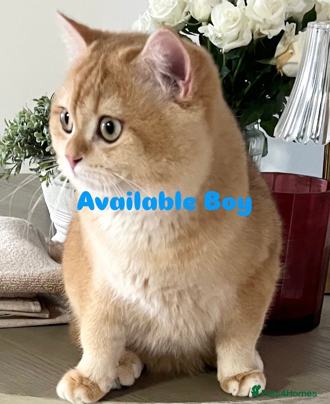 British Shorthair cats for sale: 🏆 Active Golden British Shorthair by12  💙 in Guisborough - Image 2