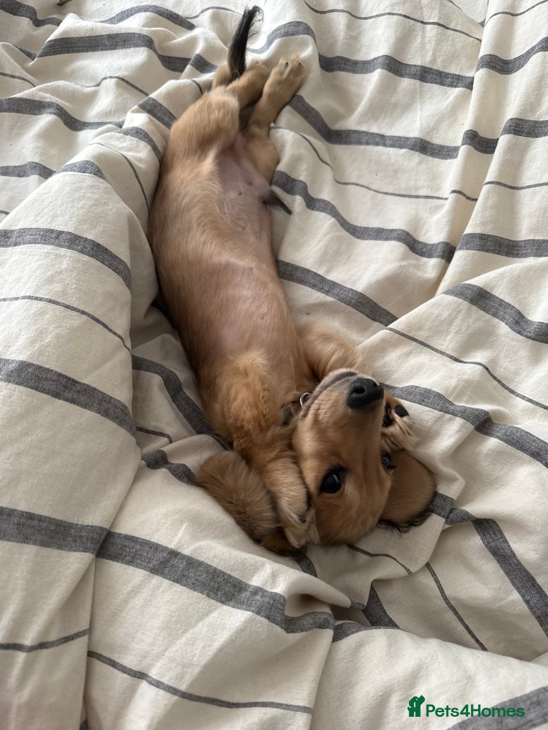 Miniature Dachshund dogs for sale: Miniature Dachshund Looking For Forever Home - Advert 5
