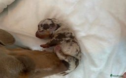 Miniature Dachshund dogs for sale: Dolly mixture dapple/piebald  - Image 5