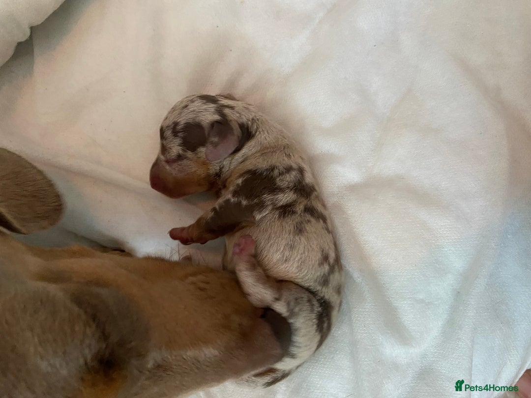 Miniature Dachshund dogs for sale: Dolly mixture dapple/piebald  - Image 5