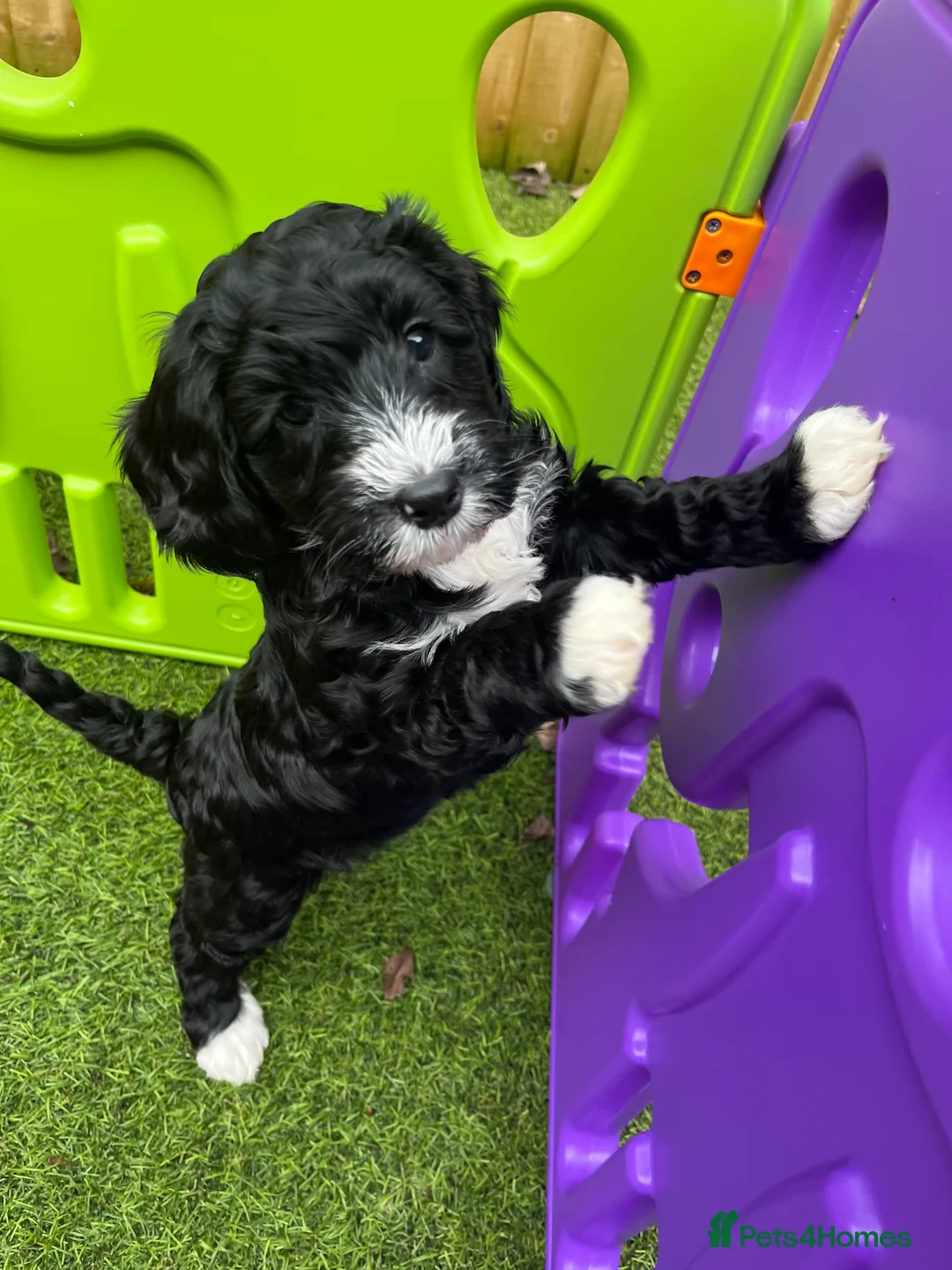 Cockapoo dogs for stud: STUD - F1 Red and white Cockapoo - Health Clear in York - Advert 31