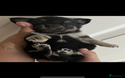Chihuahua dogs for sale: Beautiful boy long hair Chihuahuas for sale  - Image 12