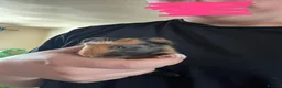 Guinea Pig rodents for sale: Baby Guinea Pigs - Advert 8