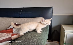 British Shorthair cats for sale: Pure British shirthair ready for new parents - Image 15