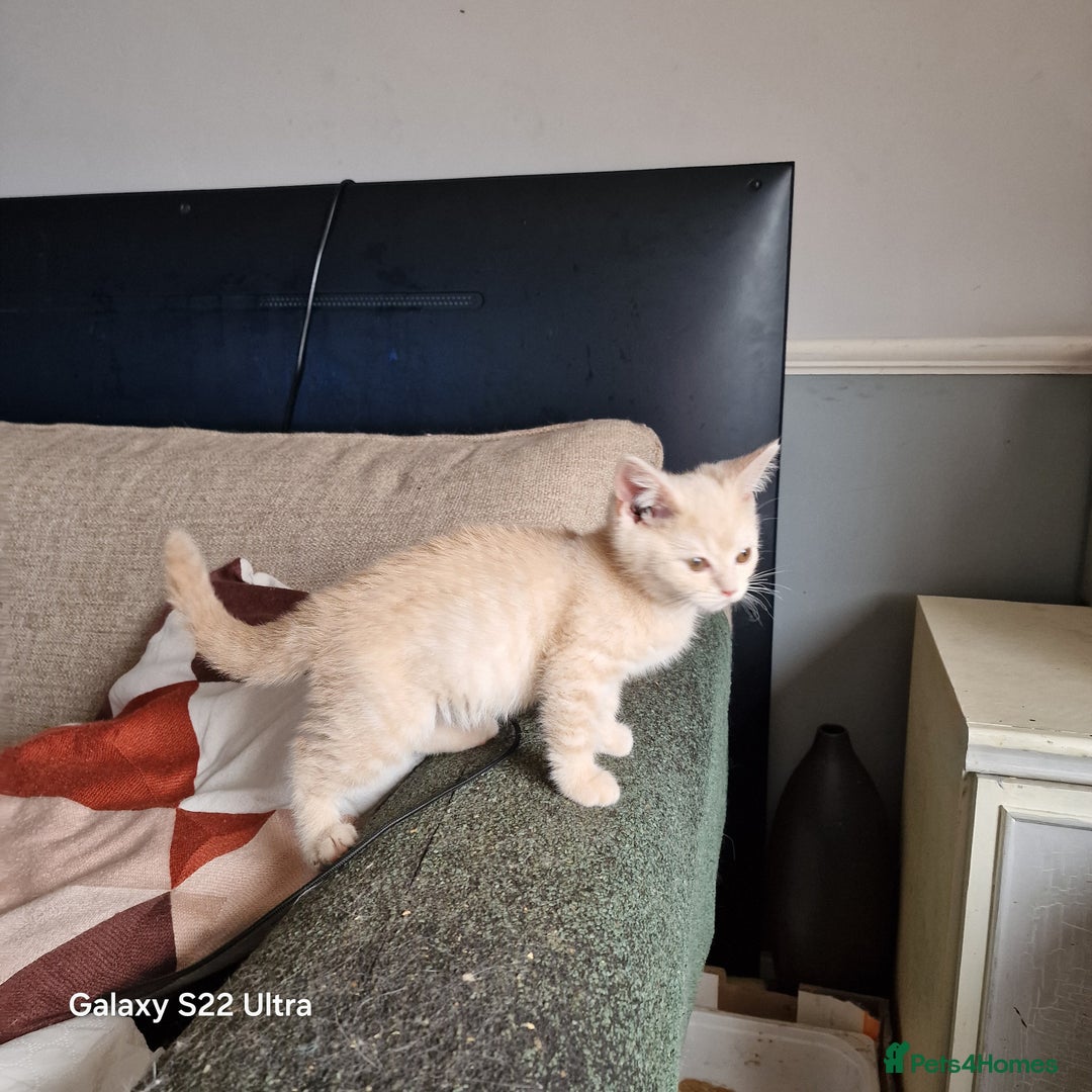 British Shorthair cats for sale: Pure British shirthair ready for new parents - Image 15