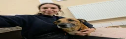 Mixed Breed dogs for adoption: Marley - Advert 5