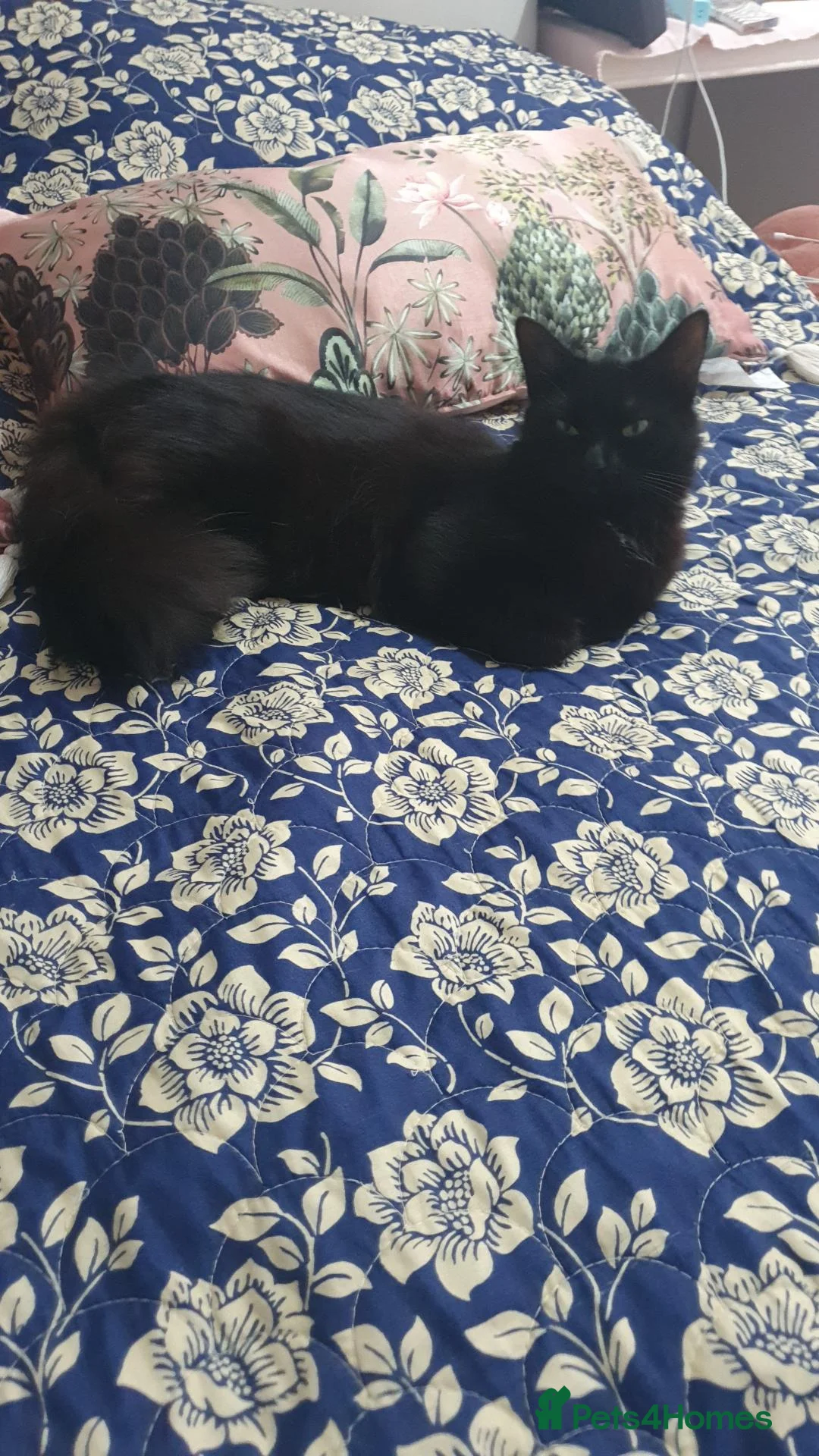 Mixed Breed cats for sale: 2 fluffy kittens - Advert 1