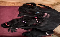 Springador dogs for sale: Springador puppies - Image 17