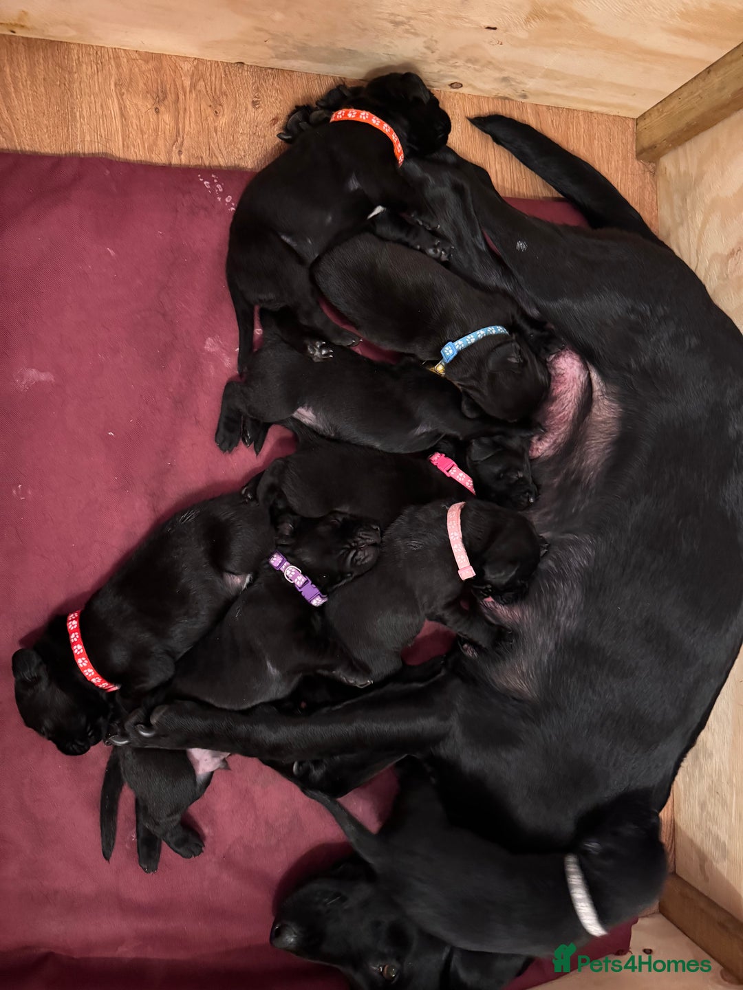 Springador dogs for sale: Springador puppies - Image 17
