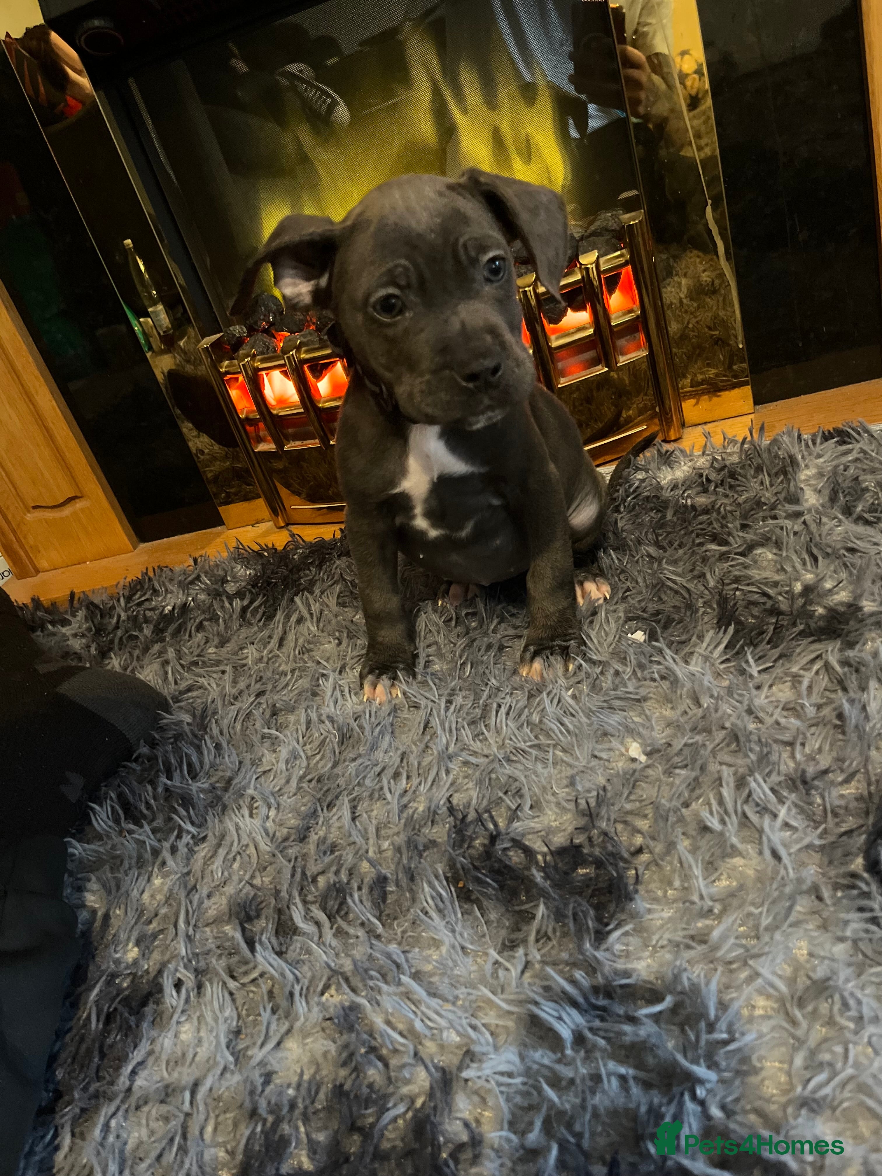 Mixed Breed dogs Cane corso cross Staffordshire bull terrier hybrid - Advert 13