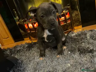 Mixed Breed dogs Cane corso cross Staffordshire bull terrier hybrid - Advert 13