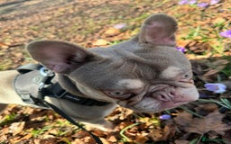 French Bulldog dogs for stud: Lilac & Fawn French Bulldog Available for Stud  - Image 3
