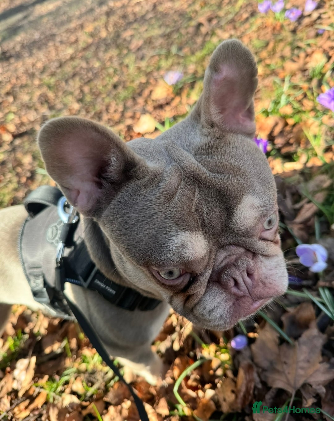 French Bulldog dogs for stud: Lilac & Fawn French Bulldog Available for Stud  - Image 3