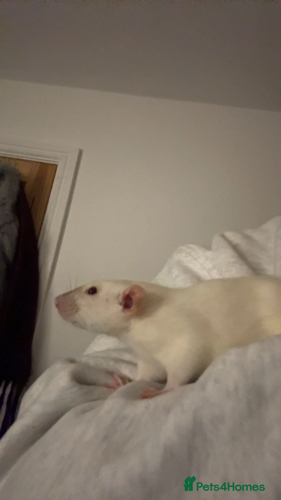 Rat rodents for sale: 2 female rats for sale with cage in Newton Abbot - Advert 2