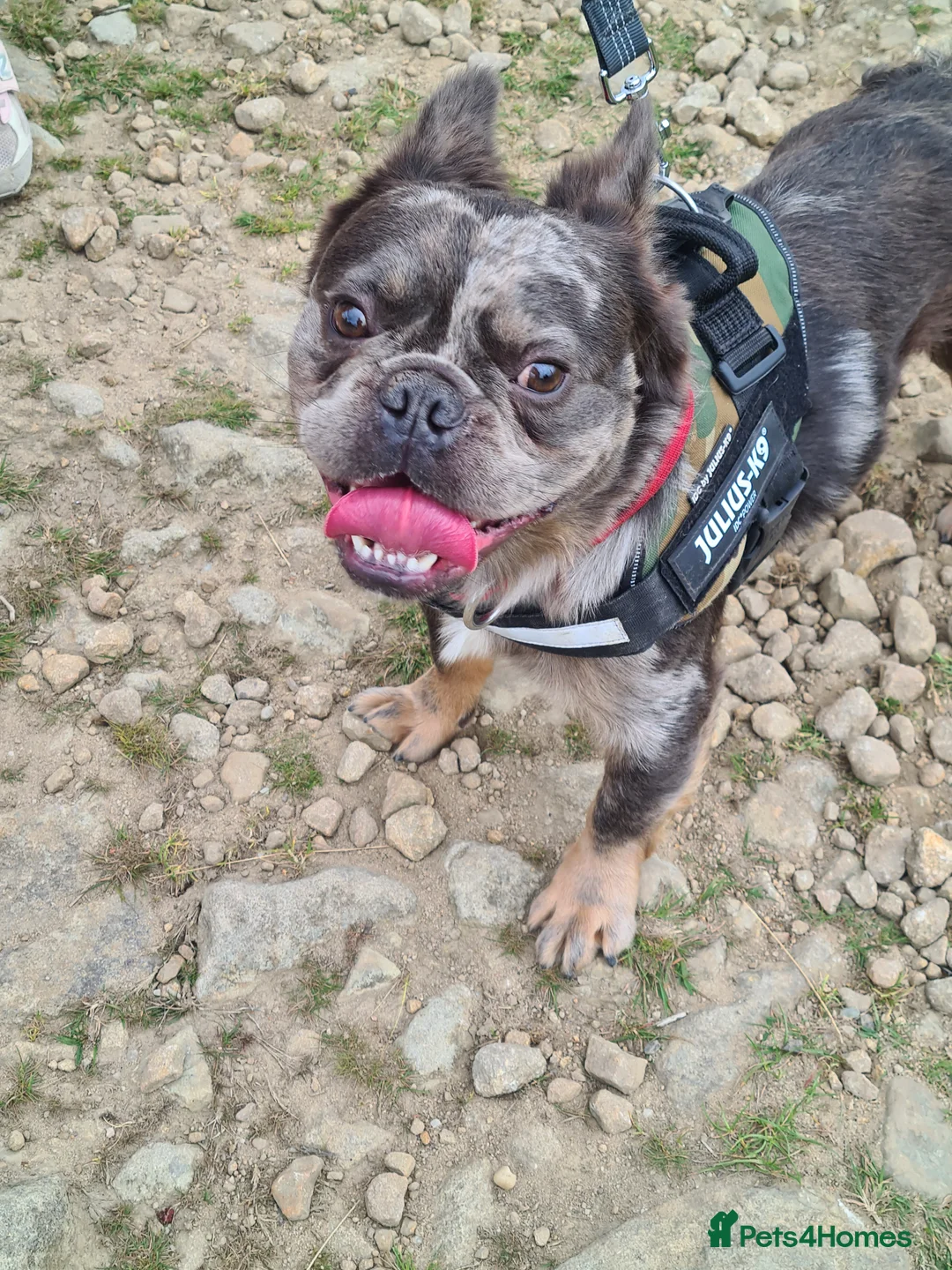 French Bulldog dogs for sale: Fluffy frenchie - Advert 4