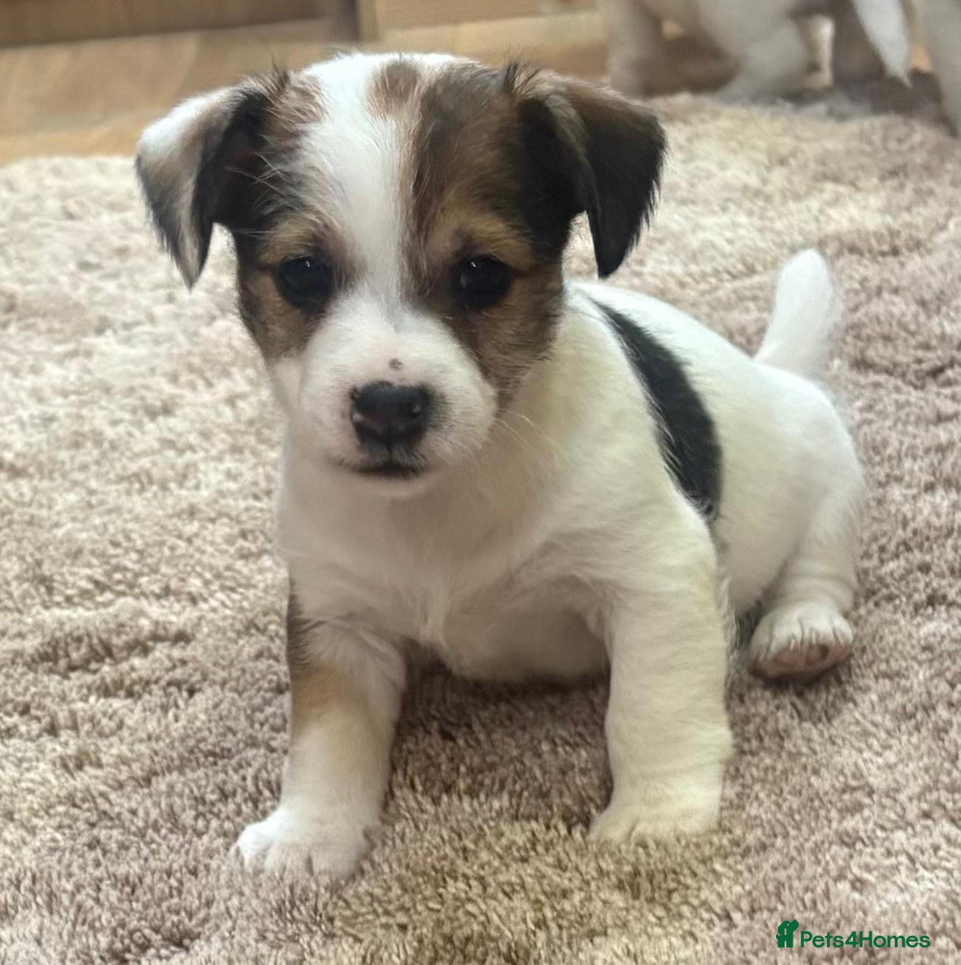 Jack Russell dogs Gorgeous short-legged Jack Russell Puppies! - Advert 6