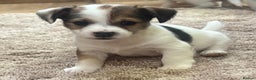 Jack Russell dogs for sale: Gorgeous short-legged Jack Russell Puppies! - Advert 1