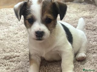 Jack Russell dogs Gorgeous short-legged Jack Russell Puppies! - Advert 2