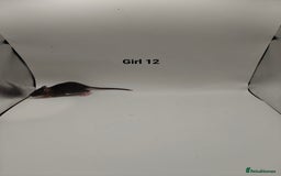 Rat rodents for sale: NOV: 18 Rats For Sale - Advert 18