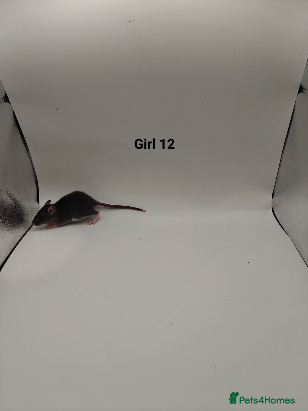 Rat rodents for sale: NOV: 18 Rats For Sale - Advert 18