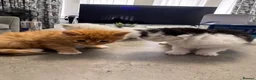 Mixed Breed cats for sale: Extreme fluffy chubby kittens  in London - Advert 2