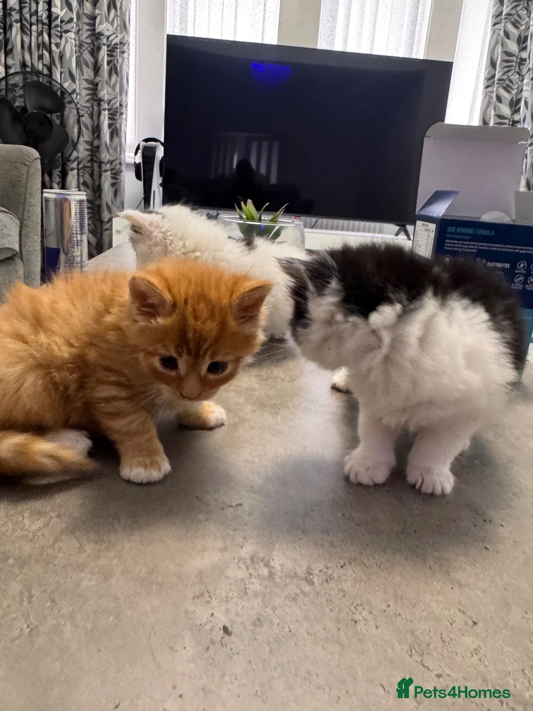 Mixed Breed cats for sale: Extreme fluffy chubby kittens  in London - Advert 2