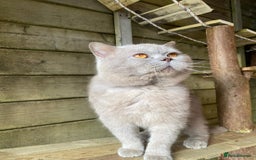 British Shorthair cats for sale: Chocolate and Red British Shorthair and Longhair - Image 23