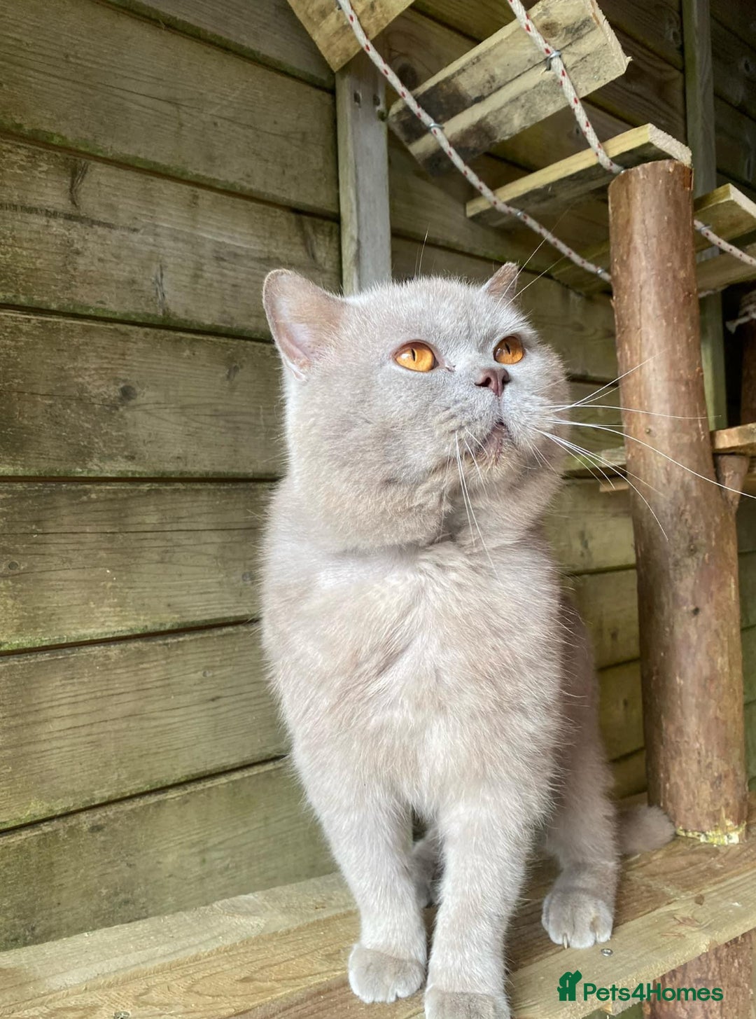 British Shorthair cats for sale: Chocolate and Red British Shorthair and Longhair - Image 23