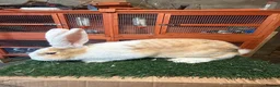 Continental Giant rabbits for sale: Pure breed continental giants female  - Advert 3