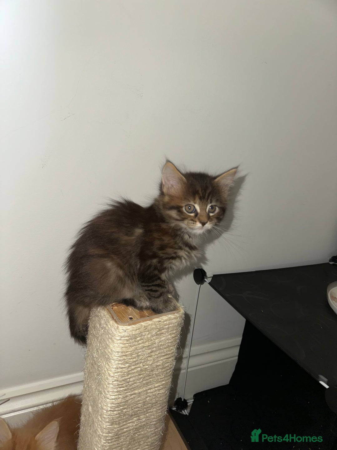 Maine Coon cats for sale: 6x Maine Coon kittens for sale - Advert 4