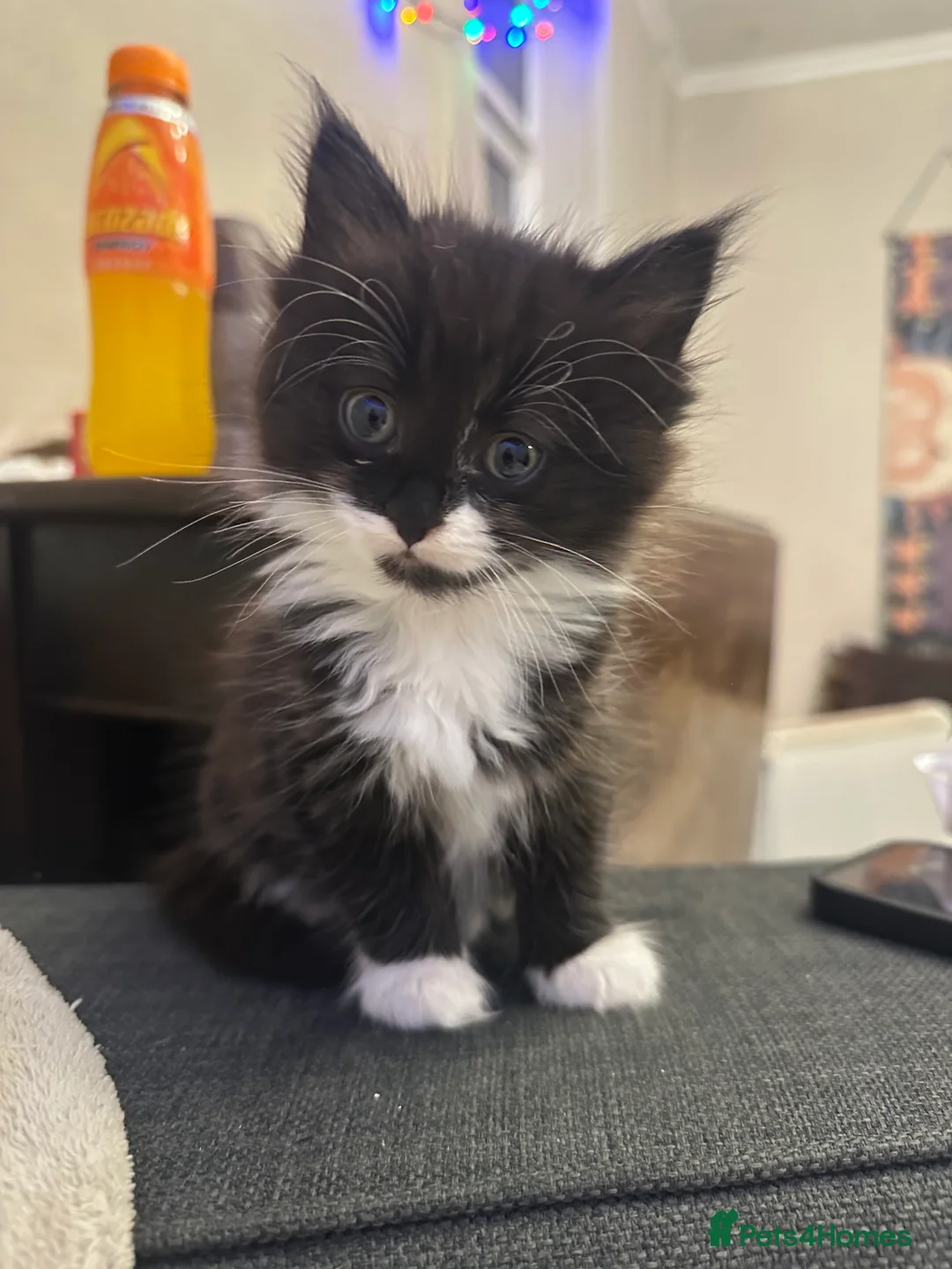 Mixed Breed cats for sale: Ready to go  - Advert 1