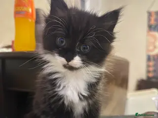 Mixed Breed cats Ready to go - Advert 4