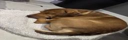 Mixed Breed dogs for adoption: Short Oso - Advert 18